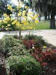 GIANT YELLOW AZALEA*Rhododendron* 6 to 10 ft.*SWEET FRAGRANT*showy 