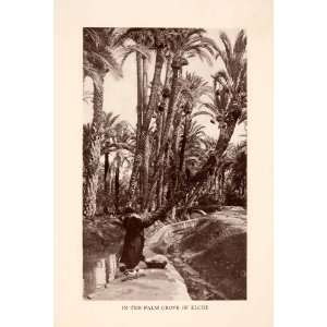  1929 Halftone Print Palm Grove Elche Spain Trees Woman 