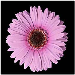 Pink Gerbera Daisy Small Gallery wrapped Canvas Art  Overstock