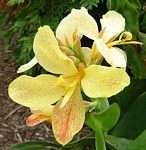 Pale Yellow Short Old Fashioned Canna Lily Plant Rhizome Perennial 