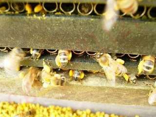 2Pcs Beehive Plastic Steel Wire Pollen Traps bee 0014  