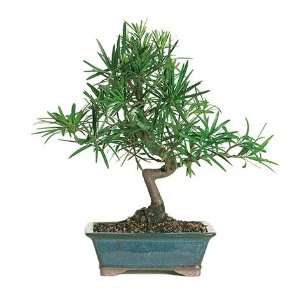   Yew (Podacarpus) Bonsai Tree II  Nursery Direct From Joebonsai