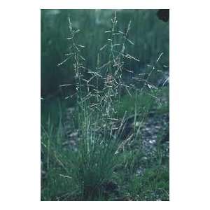    Fultz Salt Tolerant Grass Seed 5# Bulk Pounds Patio, Lawn & Garden