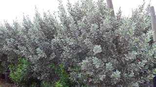 Silver Buttonwood Shrub Bush Seed Pod  