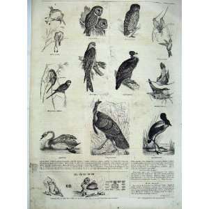  Bird Birds Owl Vulture Swan Fine Art 1859 Print Antique 