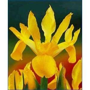   Queen Dutch Iris 20 Bulbs   Great Cut Flower: Patio, Lawn & Garden