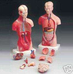 10 Human MaleTorso Anatomical Anatomy Model, NEW  