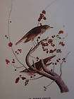 1937 AUDUBON BIRD PRINT # 58 HERMIT THRUSH PAIR IN TREE