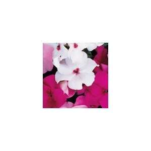  Impatiens Accent Bright Eye Hybrid Seeds Patio, Lawn 