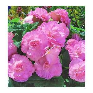  6 Begonia   Ruffled   Pink bulbs Patio, Lawn & Garden