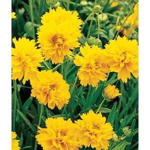  Coreopsis, Early Sunrise 1 Pkt. (150 seeds) Patio, Lawn 