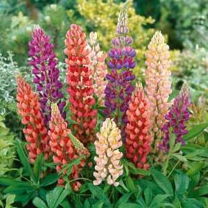  Russell Lupine Seed Mix Patio, Lawn & Garden