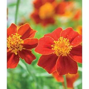  Marigold, Scarlet Starlet 1 Pkt. (50 seeds) Patio, Lawn 