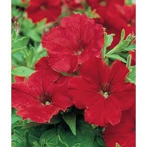  Petunia, Supercascade Red 1 Pkt. (50 seeds) Patio, Lawn 