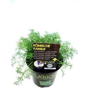 Römische Kamille (Rasenersatz)12 cm  Garten