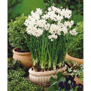   Zyverden Paperwhite Narcissus Bulbs  24 Pack 70112 