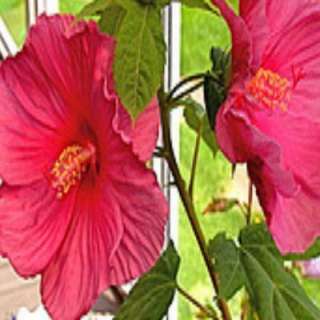 OnlinePlantCenter Fantasia Giant Hibiscus Or Rose Mallow Plant H627CL 