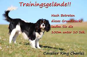 Cavalier King Charles Alu A4 Warnschild  