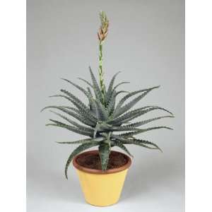 Close Up of Candelabra Aloe Plant Growing in a Pot (Aloe Arborescens 