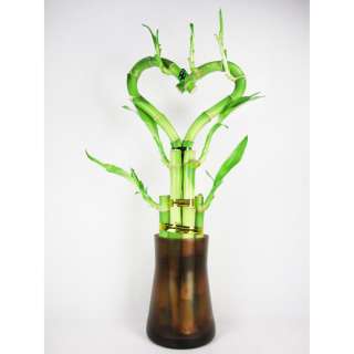 Live Heart Shape 6 Style Lucky Bamboo Plant Arrange w/ Tall Glass Vase 