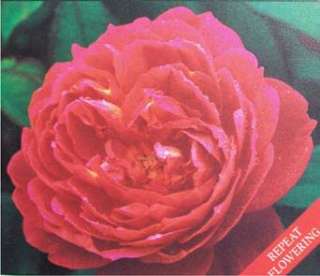 Benjamin Britten Rose Bush Shrub Roses Now  