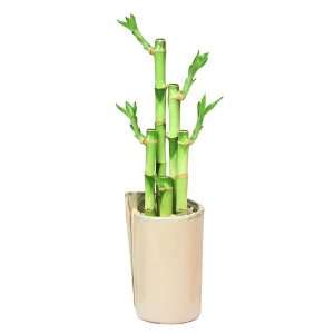 Lucky Bamboo Plant Arrangment, 5 Stalks, Tall Folded Vase   Cream 