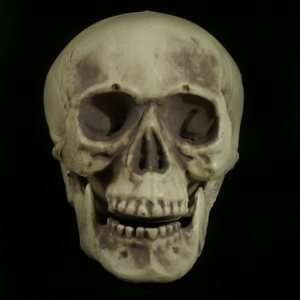  Eleazar Medium Skull with Movable Jaw