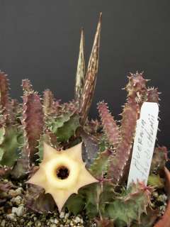   thudichumii rare asclepiad flower exotic flowering cacti seed 5 seeds