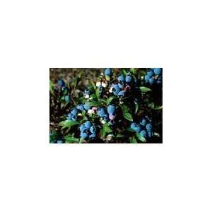   Blueberry Plant   Edible Landscape Plant: Patio, Lawn & Garden