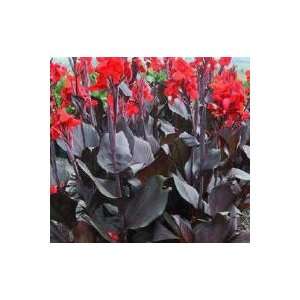  Black Knight Canna Lily Bulb: Patio, Lawn & Garden