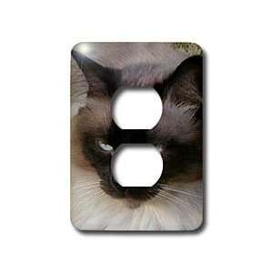  Cats   Siamese Cat   Light Switch Covers   2 plug outlet cover 