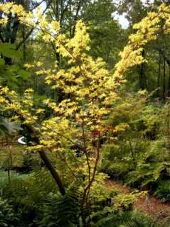 The Coral Bark maple has beautiful red winter twigs which are the 