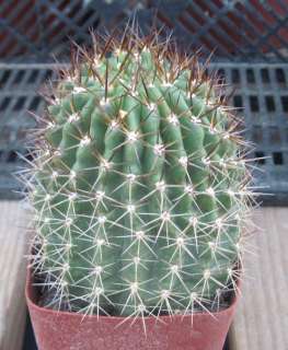 Soehrensia korethroides is a rare single barrel cactus from 