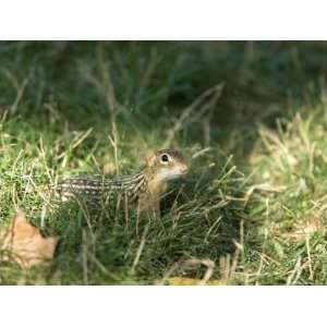  Curious 13 Lined Ground Squirrel Tries to Sniff Out Danger 