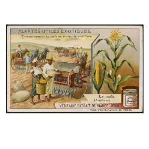  Maize (Indian Corn) Cultivation in the United States of 