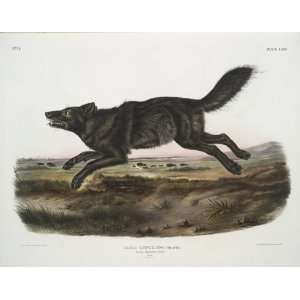   John James Audubon   32 x 24 inches   Canis lupus, Black American Wo