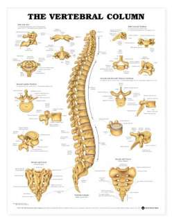Vertebral Column & Spine Anatomical Chart/Charts/Models  