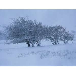 Trees Covered in Snow in Winter in Cumbria, England, United Kingdom 