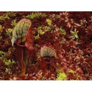  Northern Pitcher Plants in Sphagnum or Peat Moss, Upper 