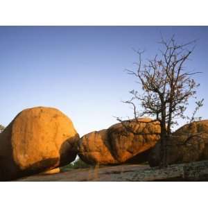  Oak and boulder, Elephant Rocks State Park, Missouri, USA Landscape 