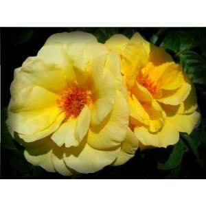  Arthur Bell Rose Seeds Packet: Patio, Lawn & Garden