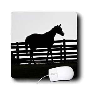   Animals   End of the Day for this Georgia Horse at Sunset   Mouse Pads