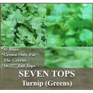  3,000+ SEVEN TOP Turnip seeds GROWN FOR GREENS GREAT 4 